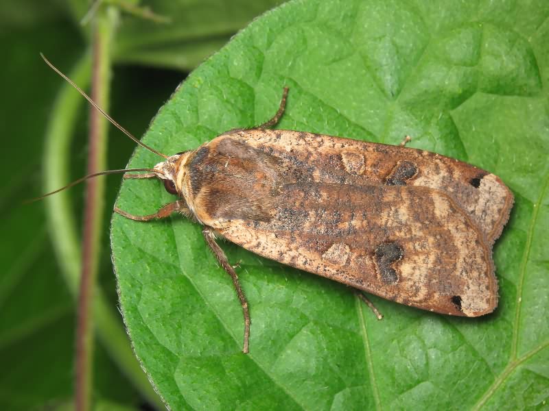 Noctua pronuba (Linnaeus, 1758)